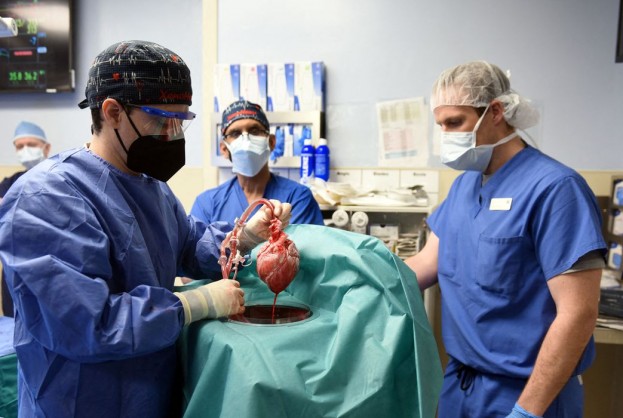 Homem se recupera após transplante com coração de porco | Bahia tempo real