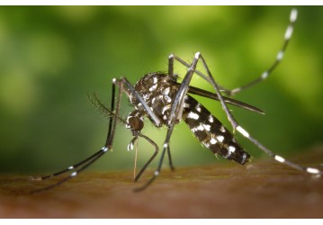 Aedes Aegypti e seus riscos para as pessoas.